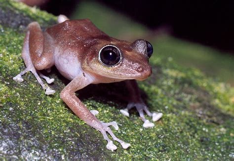 Heres Why The Coquí Frog Is The Symbol Of Puerto Rico