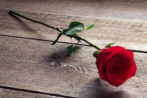 Red Rose On A Wooden Table Stock Photo Image Of Single 102353472