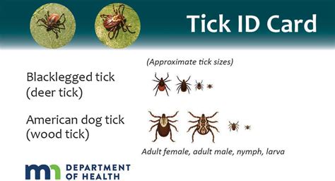 American Dog Tick Vs Deer Tick