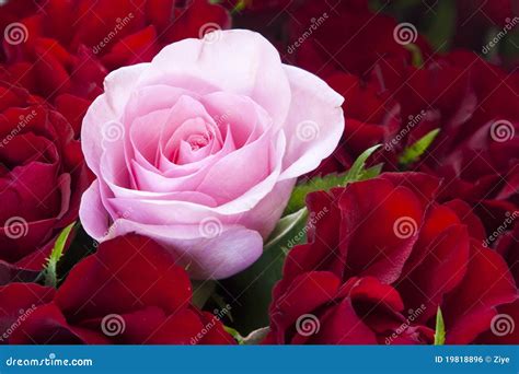 Red And Pink Roses Royalty Free Stock Image Image 19818896