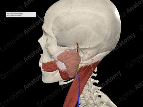 Preauricular Nodes Complete Anatomy