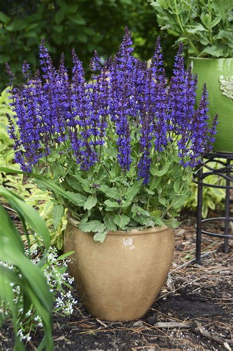 25 Best Perennials For Containers Images On Pinterest