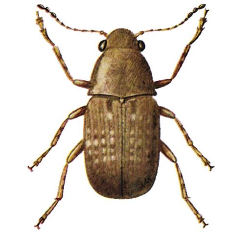 The humidity in the rolling hills of the central virginia and the shenandoah valley makes preventative at ak pest control cva. INSECT GALLERY - Degesch America - Stored Product Pest Control