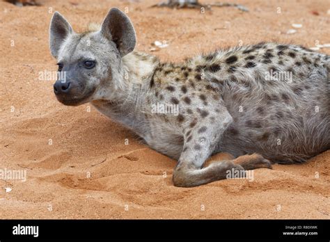 Spotted Hyena Crocuta Crocuta Adult Male Lying On Sand Alert Early