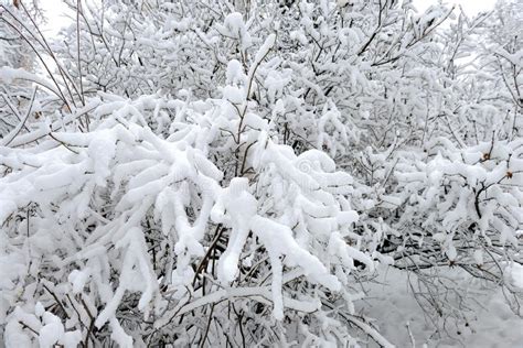 Trees And Tree Branches Covered With Fresh White Snow Stock Photo