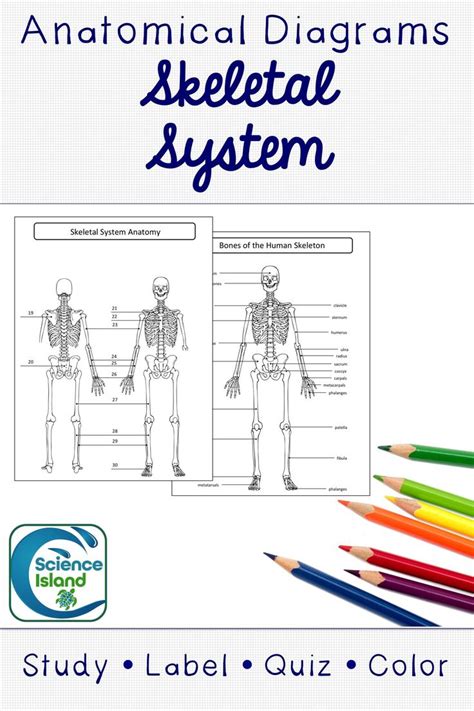 Basic And Advanced Versions Of The Skeletal System For Biology Or