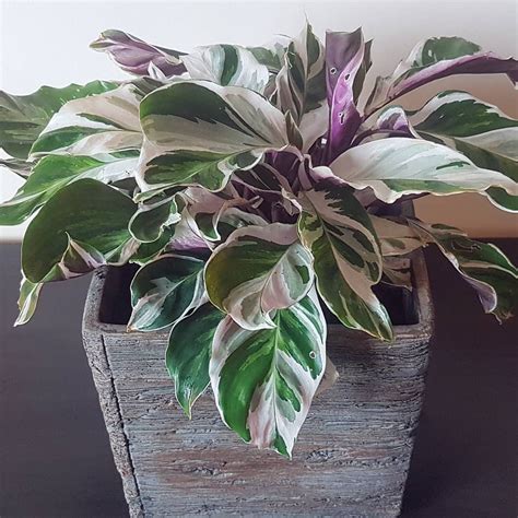 40 Best Purple House Plants