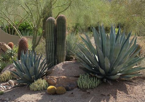 Over Watering Plants In The Desert Is A Common And Costly