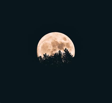 Full Moon Behind A Tree Silhouettes Photo Free Moon Image On Unsplash