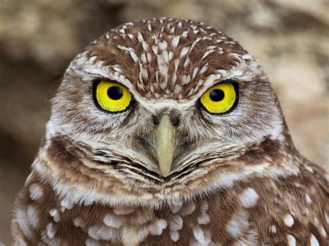 Burrowing Owl Photograph by Scott Bourne