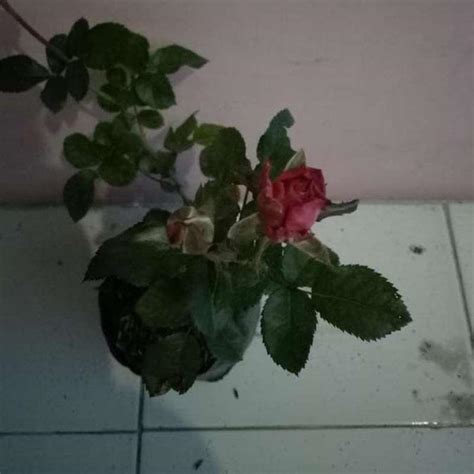 Jual Bunga Mawar Merah Bibit Tanaman Hidup Bukan Biji Berbunga