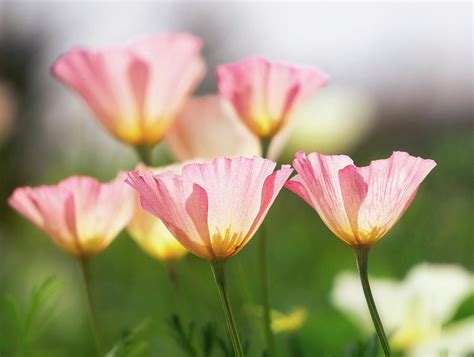 Soft Pink Poppies Photograph By Saija Lehtonen Fine Art America