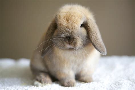 Puppies for both adoption and sale are offered on this website that caters to pet lovers of utah. Rabbits For Sale