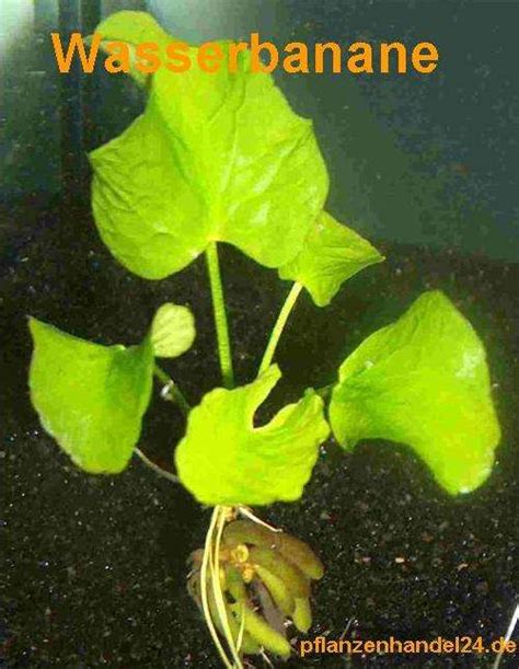 Die pflanzen vermehren sich willig. 1 Wasserbanane, Nymphoides Aquatica, Banane | sonstige ...