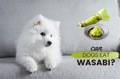 Can Dogs Eat Wasabi Petschoolclassroom