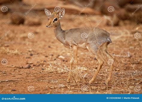 Kirks Dik Dik Madoqua Kirkii Small Brown Antelope Native To Eastern