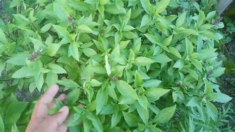 Types And Health Benefits Of Tulsi Holy Basil