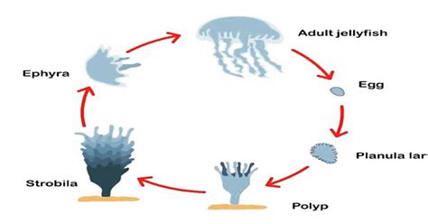 Jellyfish Life Cycle Life Stages Death And Fascinating Facts Learn