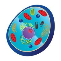 Most relevant best selling latest uploads. Animal cell clipart - Clipground