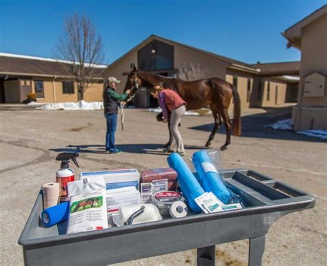 Equine First Aid Basics Part 1 The Horse