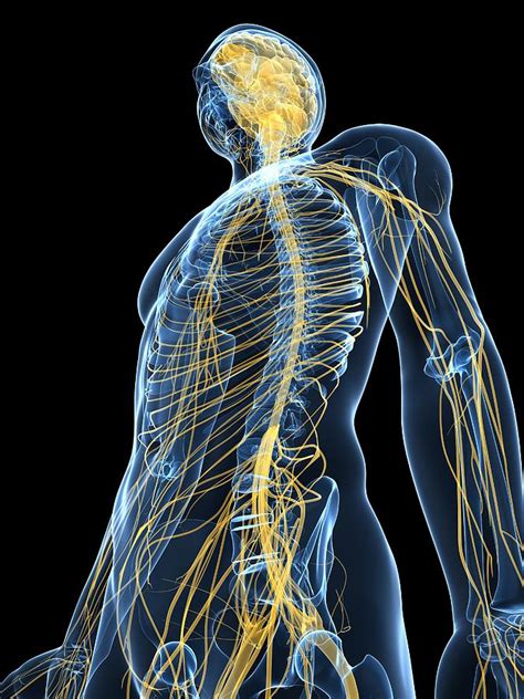 Human Nervous System Artwork Photograph By Sciepro Pixels