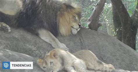 Conmoción En Zoológico De Eeuu Leona Mató Al León Jefe Y Padre De