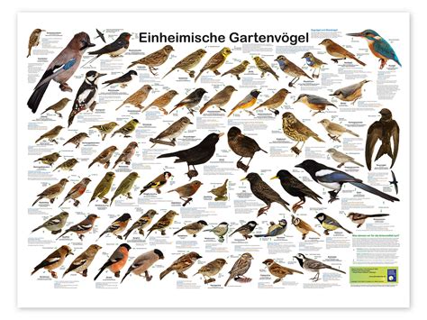 Native Garden Birds German Print By Planet Poster Editions Posterlounge