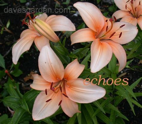PlantFiles Pictures Asiatic Lily Peach Dwarf Lilium By Echoes