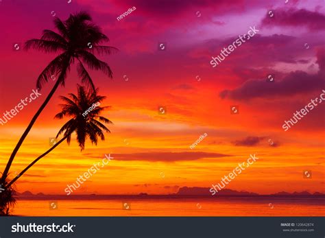 Two Palm Trees Silhouette On Sunset Tropical Beach Stock