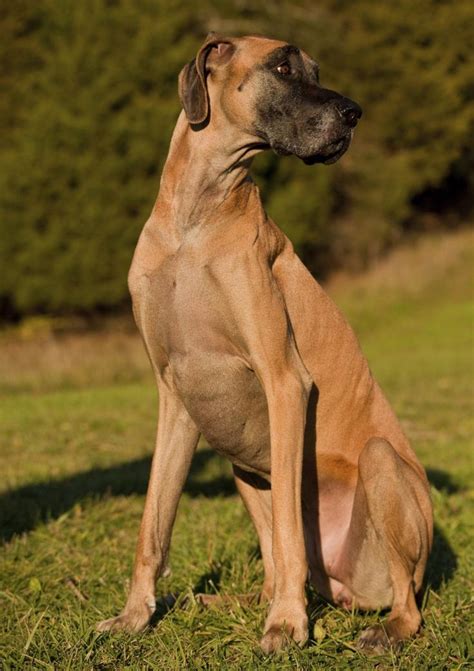 Want Information About The Great Dane German Shepherd Mix Read This Great Dane Great Dane