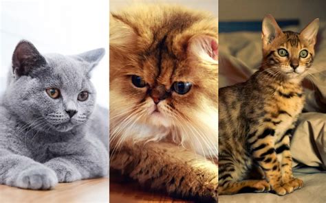 55 Razas De Gatos Populares Tiernas Y Extrañas Del Mundo Felino