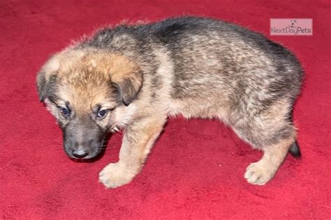 Akc Red German Shepherd Puppy For Sale Near Columbia Jeff City