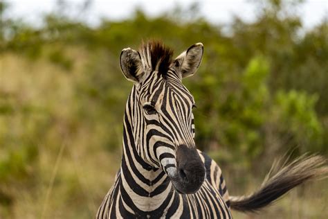 Plains Zebra In Mahango Nature Travel Namibia