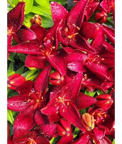 Lilium Asiatic Pot Lily Looks ‘tiny Comfort Ppaf North Coast Perennials