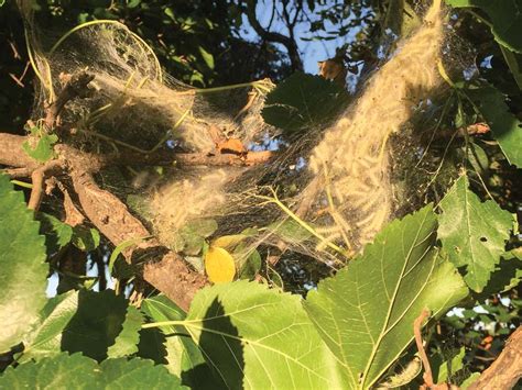 We offer a service to deal with cases of with some cases of pests we do not offer a treatment service, but we do offer information and advice on how you can deal with them yourself. Protect trees and shrubs from 'super pests' - GCMOnline.com