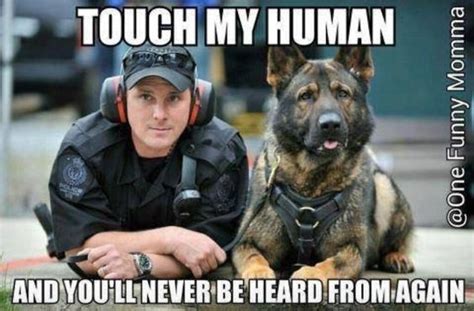 30 Memes Of Dogs Hard At Work Homes For Heroes®