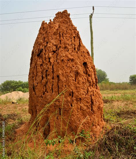 Huge Termite Anthill Massive Orange Red Termite Mound A Giant