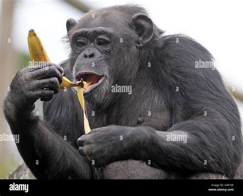 Rosie The Chimpanzee Is Back To Full Health And Enjoying A Banana At