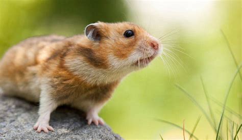 Tutte le specie dei criceti: quali sono le 5 razze in commercio