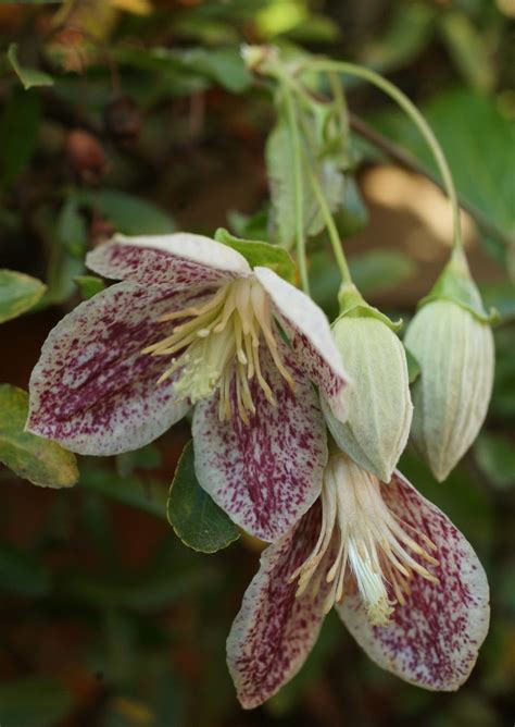 Maybe you would like to learn more about one of these? Acer Corner: Winter Flowering Clematis