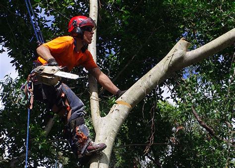 The cultivation of plants and greenery is as important as it is functional. What is an Arborist? What does an Arborist do? - Search ...