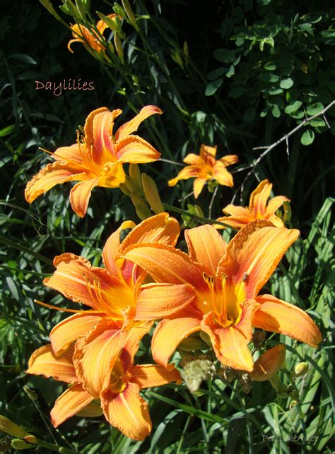 Sydney cbd florist is the best place to buy flowers online in the sydney cbd area. edible ideas and recipes | Day lilies, Edible flowers ...