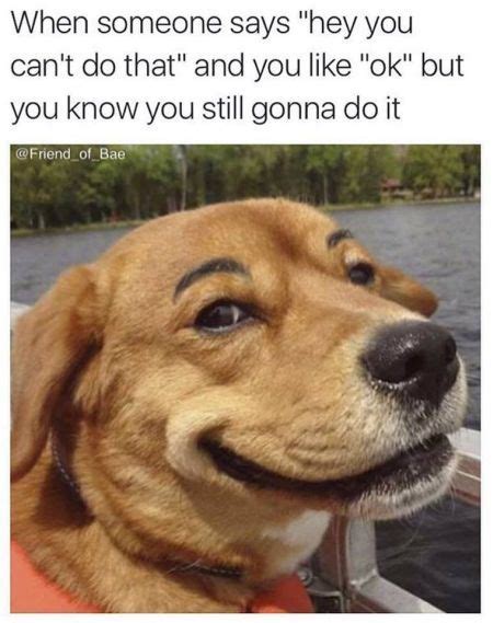 30 Absolutely Hilarious Memes | Funny eyebrows, Funny dog memes, Funny ...