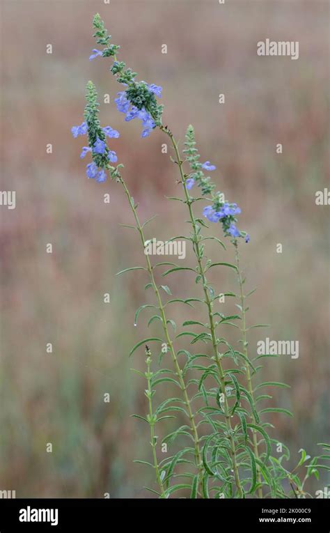 Azure Blue Sage Salvia Azurea Stock Photo Alamy