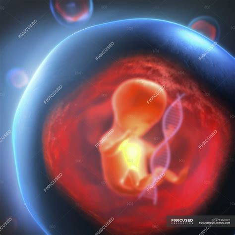 Conceptual 3d Illustration Of Unborn Genetically Modified Foetus
