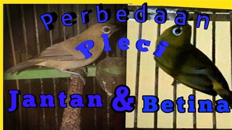 Warna bulu bagian bawah betina putih. Perbedaan Jantan/Betina Burung Decu Kembang / Raffa Bird Shop Posts Facebook - kissfromarosee