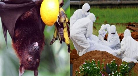 The symptoms can complicate to coma within 24 to 48 hours. Latest Info of Nipah Virus- How you can Prevent it?