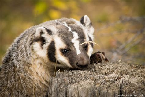 Interesting Facts About American Badgers Just Fun Facts