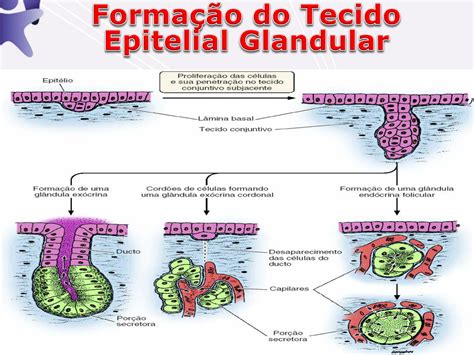 Tecido Epitelial Glandular Laminas Histologia E Embri Vrogue Co