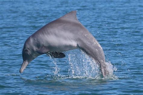 Rare Australian Snubfin And Humpback Dolphins Discovered In Papua New